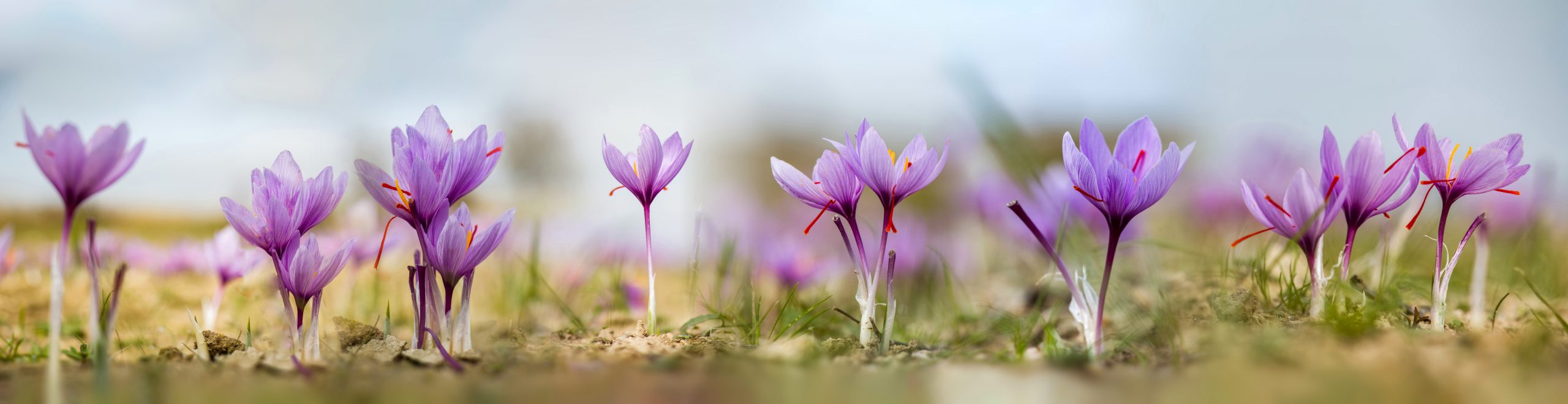 Saffron,Flowers,On,Field,Panorama.,Crocus,Sativus,Blooming,Purple,Plant